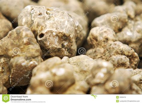 truffels stock afbeelding image  knol geur wrak delicatesse