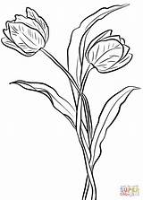 Coloring Tulips Two Pages Printable Tulip Color Top Flower Drawing Categories Onlinecoloringpages sketch template