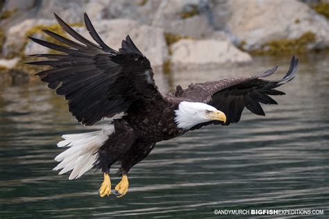 bald eagle flying big fish expeditions