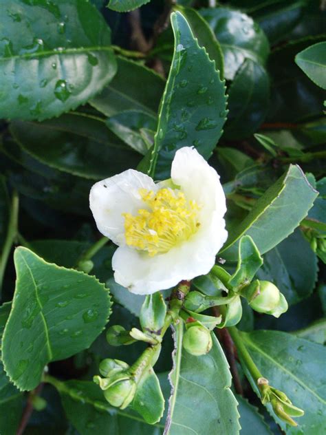 camellia sinensischinese tea