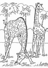 Girafe Famille Hugolescargot Maman Gratuit Visiter sketch template