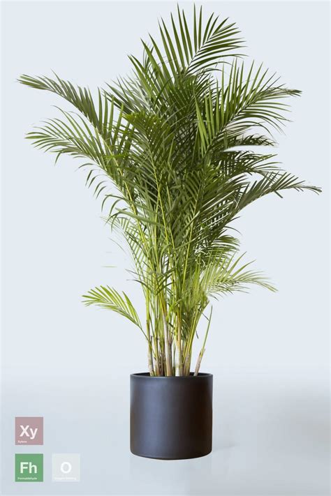 areca palm  plant  lowest price