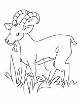 Grass Ibex Coloring Pages Goat Eating Clipart Drawing Eater Drawings Kids Popular 792px 94kb Library Coloringhome sketch template