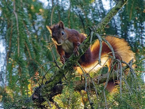 der feuerrote kobold foto bild tiere wildlife saeugetiere bilder