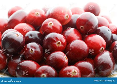 red cranberry fruit stock photo image  fruit organic