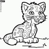 Felinos Colorir Jaguar Desenhos Onça Filhote Pintada sketch template