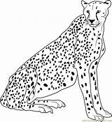 Cheetah Coloring Pages Printable Relaxing Coloringpages101 Popular Color sketch template