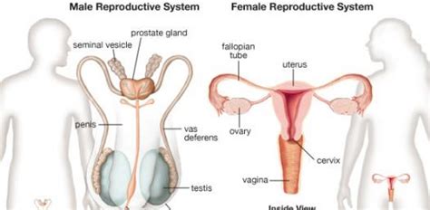 male and female reproductive system quiz proprofs quiz