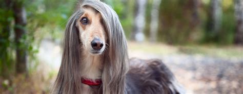 long haired dog breeds purina