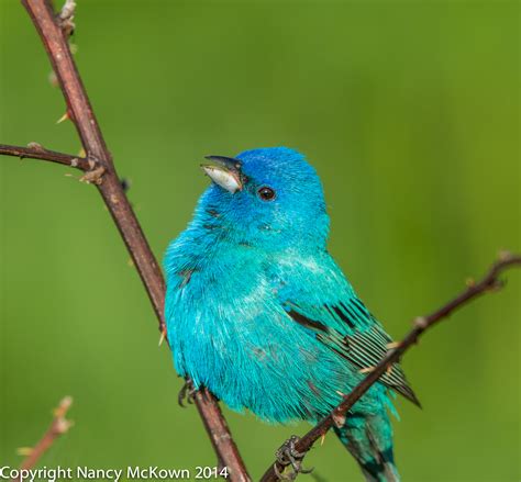 photographing indigo buntings   illusion   blue