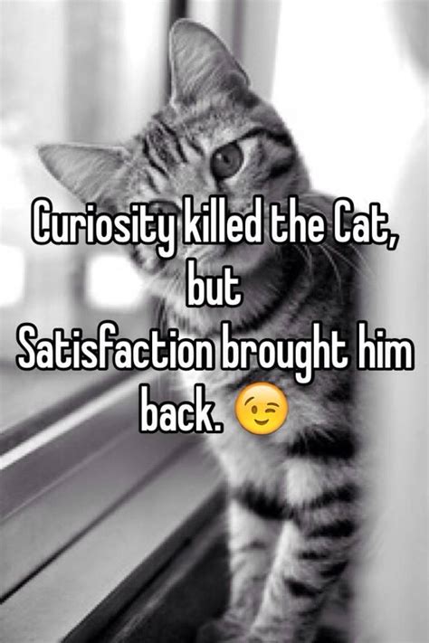Curiosity Killed The Cat But Satisfaction Brought Him Back
