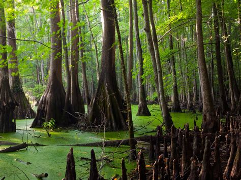 vacation     swamp  conde nast traveler