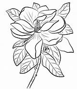 Magnolia Coloring Printable Pages Description Coloringonly sketch template