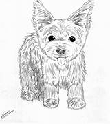 Coloring Yorkie Terrier Pages Puppy Dog Drawing Yorkshire Drawings Print Line Printable Teacup Puppies Color Yorkies Kids Shih Tzu Poo sketch template