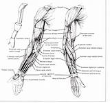 Arm Anatomy Muscles Muscle Human Diagram Reference Anterior Structure Coloring Arms Forearm Body References Triceps Drawing Courses Biceps Hand Skeleton sketch template