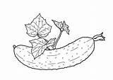 Mewarnai Sayuran Cucumber Gambarcoloring Sketsa Diposting Printables Kartun 4kids sketch template