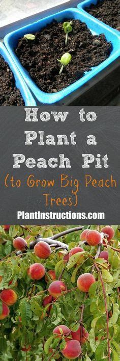 plant  peach seedpit fruit garden plants peach trees