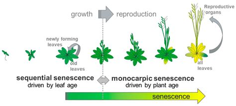 plants  full text editorial  special issue leaf senescence