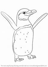 Penguin Galapagos Drawing Draw Step Animals Antarctic Cartoon Drawings Coloring Rockhopper Pages Drawingtutorials101 Line Animal Learn Tutorials Getdrawings Islands Kids sketch template