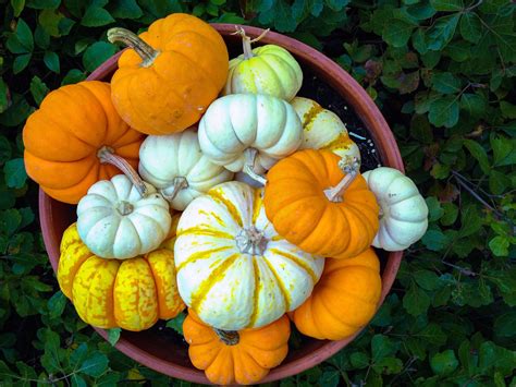 growing pumpkins  containers