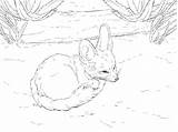 Fennec Fox Coloring Into Ball Pages Curls Printable Supercoloring Version Click Designlooter Drawing Cute sketch template
