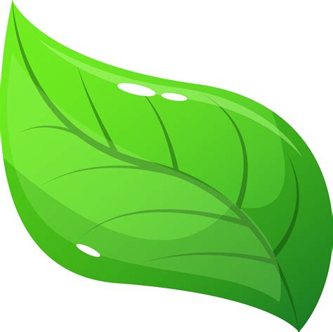 realistic leaf clipart design illustration  png