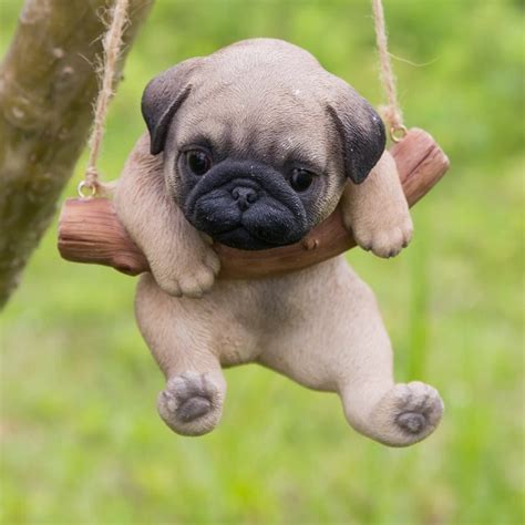 amazing cute pictures  pug puppies      aww
