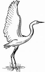 Swamp Birds Netart Landed Sandhill Cranes sketch template