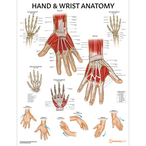 hand  wrist anatomy poster ubicaciondepersonascdmxgobmx