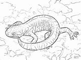 Salamander Coloring Barred sketch template