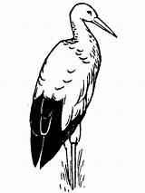 Stork Pages Coloring Birds sketch template