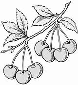 Cherries Sprig Heraldicart sketch template