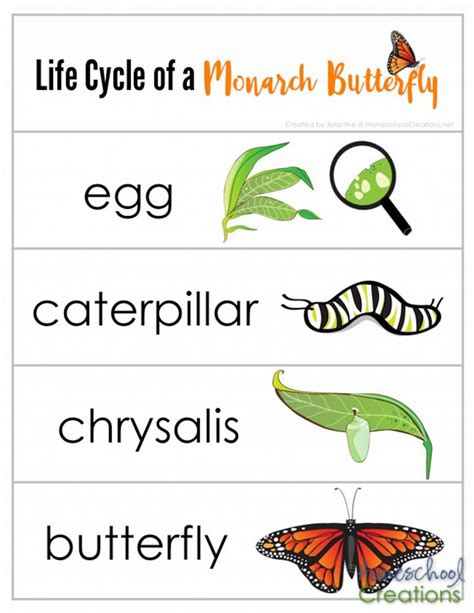 monarch butterfly life cycle printables