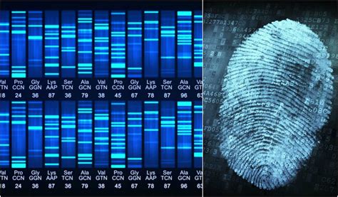 difference  gene sequencing  dna fingerprinting gene