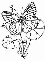 Coloring Schmetterlinge Vlinders Solitaire Kleurplaat Malvorlage Vlinder Stemmen Stimmen sketch template