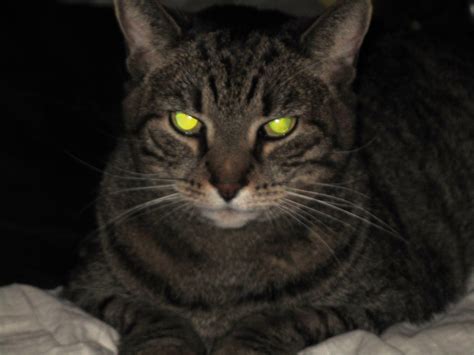 cats eyes glow   dark professor kay