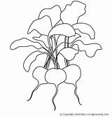 Radish Coloring Pages Radishes Drawing Vegetables Color Print Getdrawings sketch template