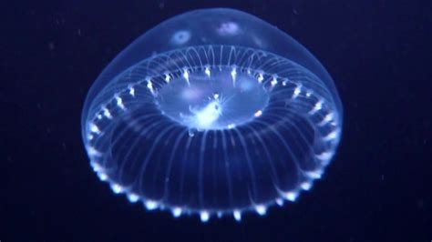 aequorea spp jellyfish youtube