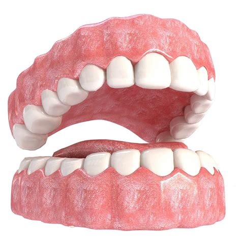 realistic mouth  teeth  model  nvere