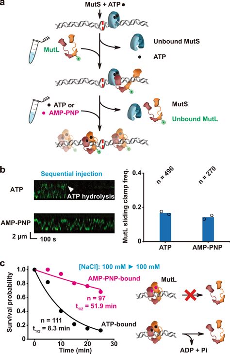 atp hydrolysis releases mutl sliding clamps   mismatched dna   scientific