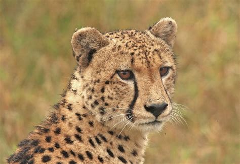 interesting cheetah facts  kids   pictures