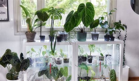 ikea indoor greenhouse plants quintondorothea