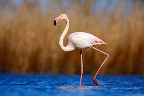 imagem flamingo edf