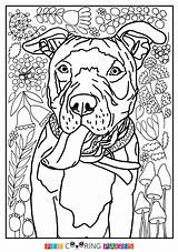 Coloring Pitbull Pages Bull Terrier Pit Line Puppy Adult Drawing Getdrawings American Printable Dog Getcolorings Cute Color Colorings Choose Board sketch template