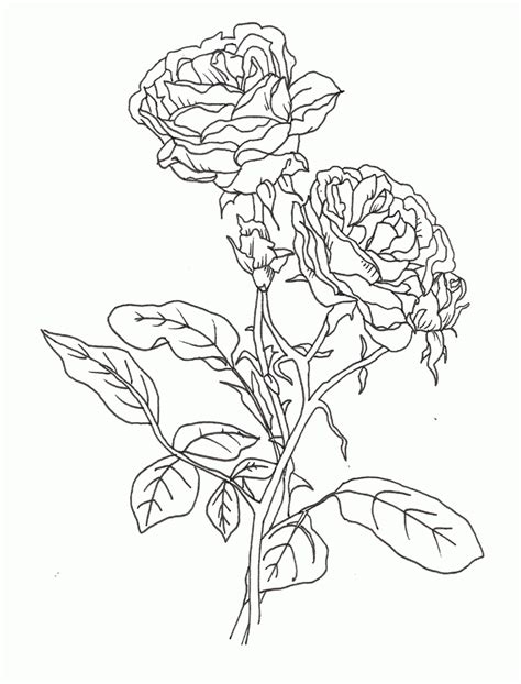 printable rose pictures coloring home