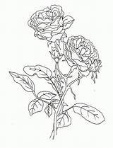 Rose Colouring Coloringhome Menggambar Kelas Library Clipart sketch template