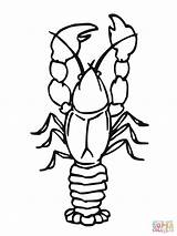 Crawfish Coloring Crawdad Pages Animals Color Printable Online Sheet Getcolorings Crustacean sketch template