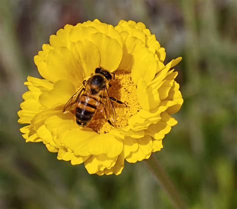 fascinating  profitable  amazing bees khichdi