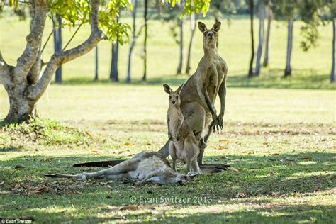 mother kangaroo pictured reaching for her joey one last time before she dies daily mail online