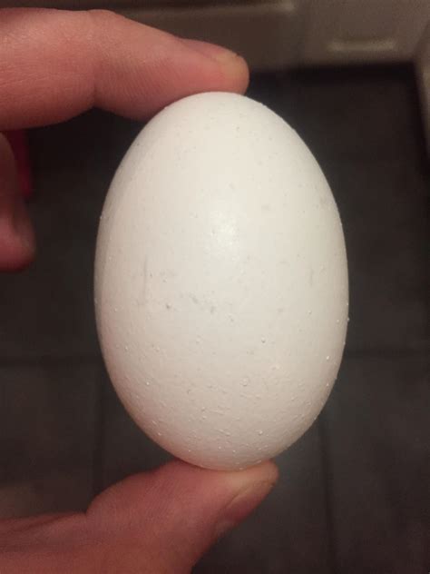 egg   oval    egg shape rmildlyinteresting